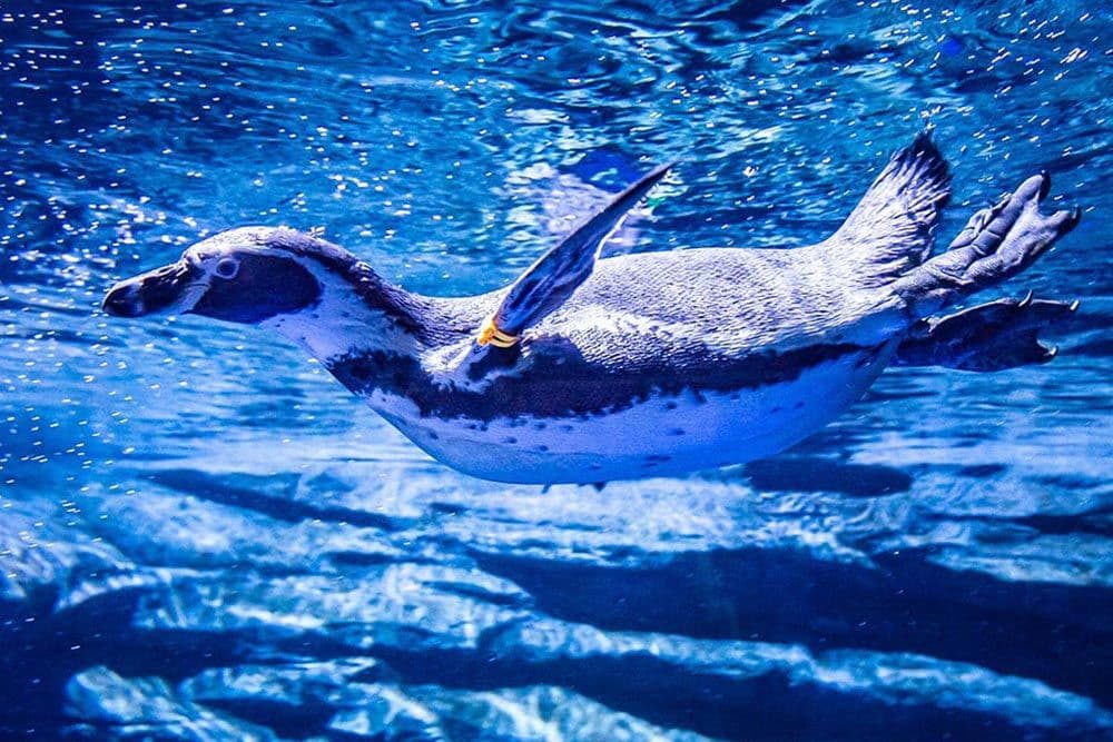 Aquaria Phuket - Dla osób niebędących obywatelami Tajlandii