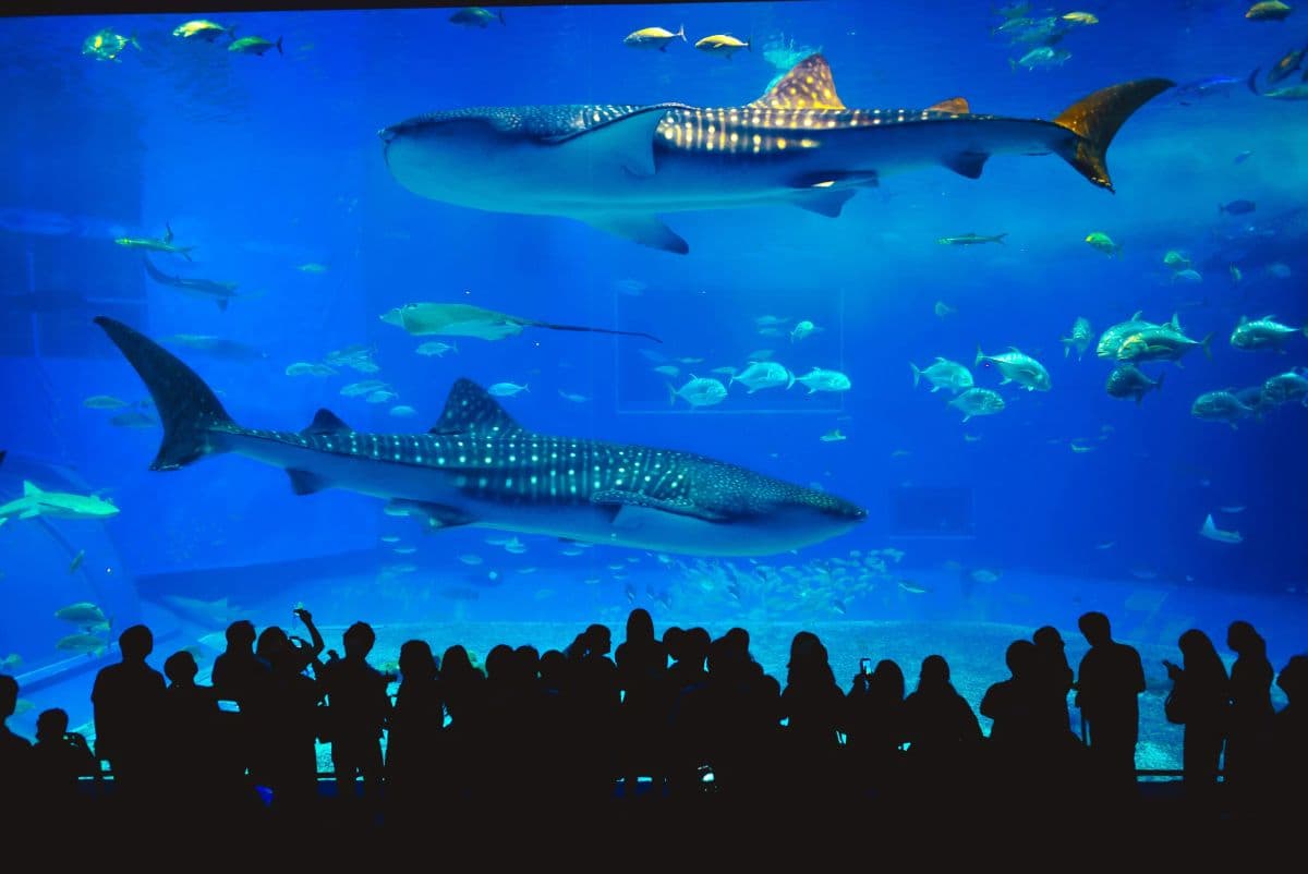 Aquaria Phuket - Non Thai Resident