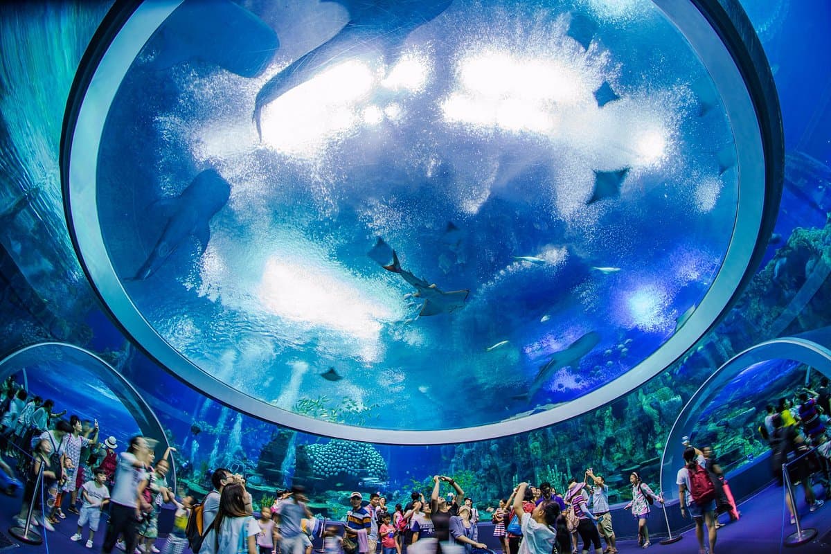 Zhuhai Chimelong Ocean Kingdom Entrance Ticket