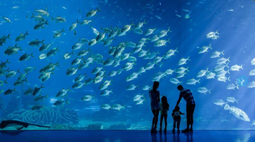 Zhuhai Chimelong Ocean Kingdom Entrance Ticket