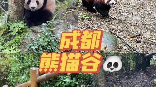 [Dujiangyan Tourism Guide] Follow the guide to get close to Panda Valley Day Tours