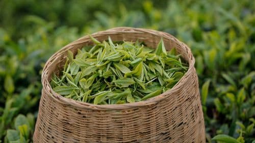 [English Guide] Hangzhou West Lake Scenic Area|Longjing Village Tea Garden Hiking + Tea Picking and Tea Roasting Experience + Shifeng Longjing Tea Tasting