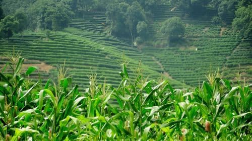 [Hangzhou] Private Car Day Tour to Meijiawu Tea Village, National Tea Museum & West Lake Day Tours