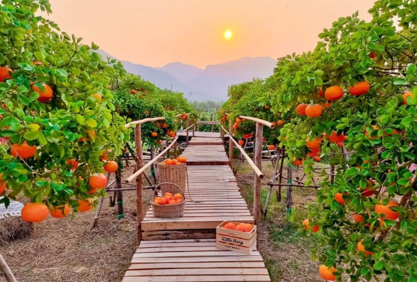 Bangkok Damnoen Sky & Floating Market Full-Day Cultural Tour