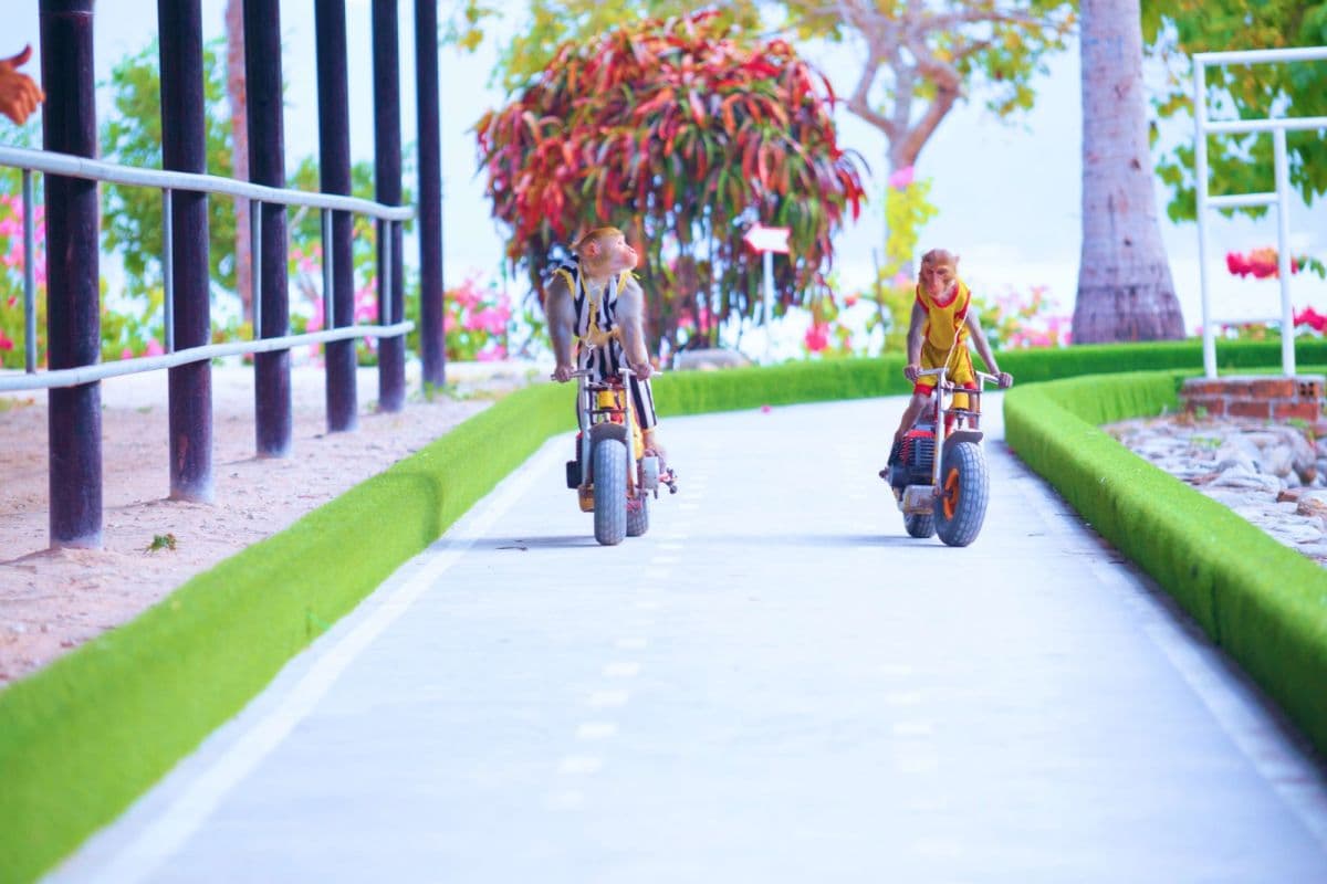 Combo Monkey Island + Orchids Island Ticket in Nha Trang