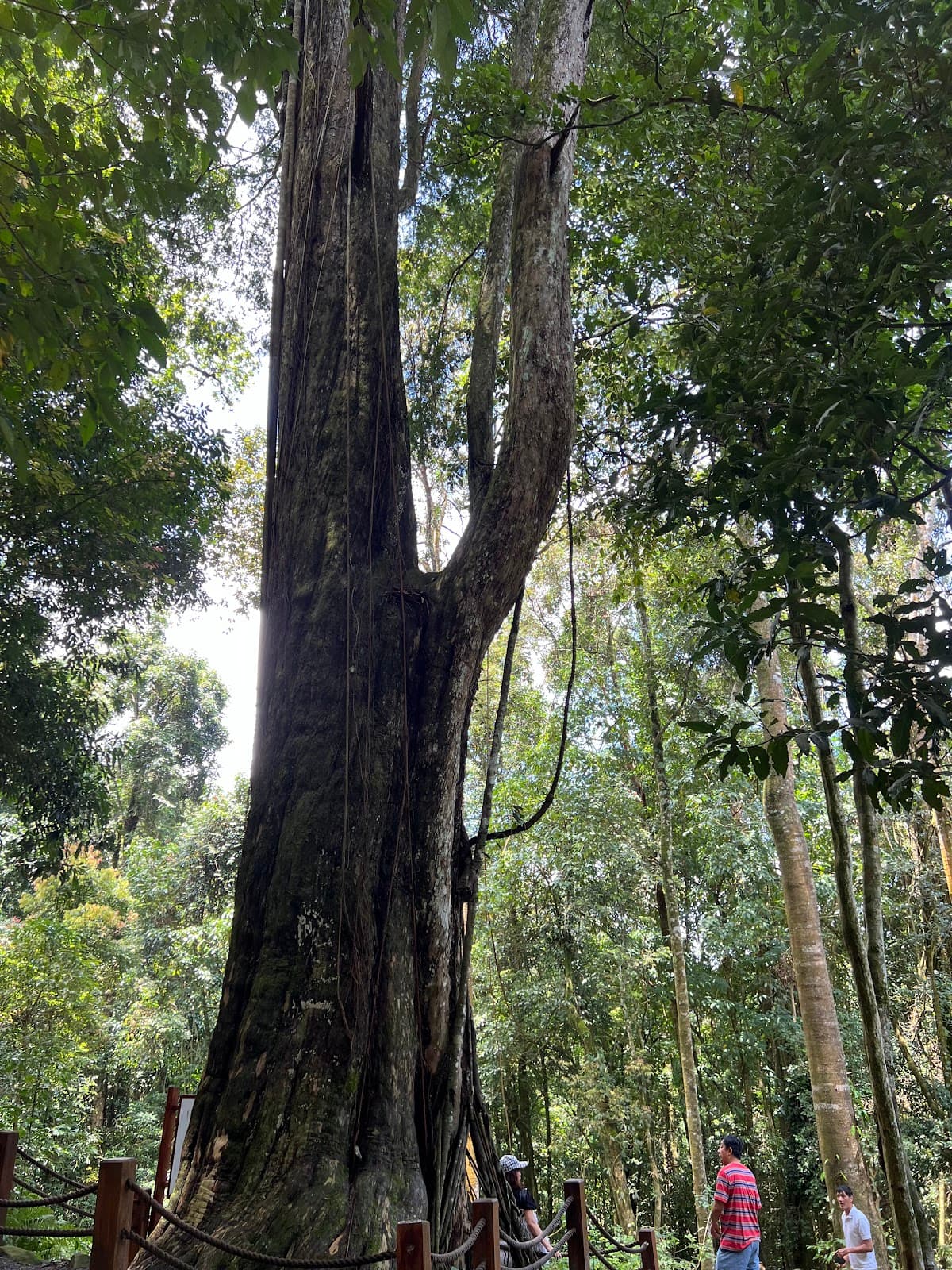 Dalat Elephant Mountain Pine Forest