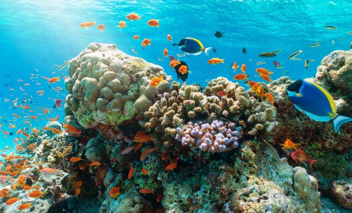 Discover Coral Reef With Scuba Diving Tour