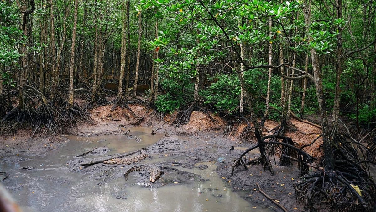 Discover Monkey Island - Can Gio – Nature Tour From Ho Chi Minh City