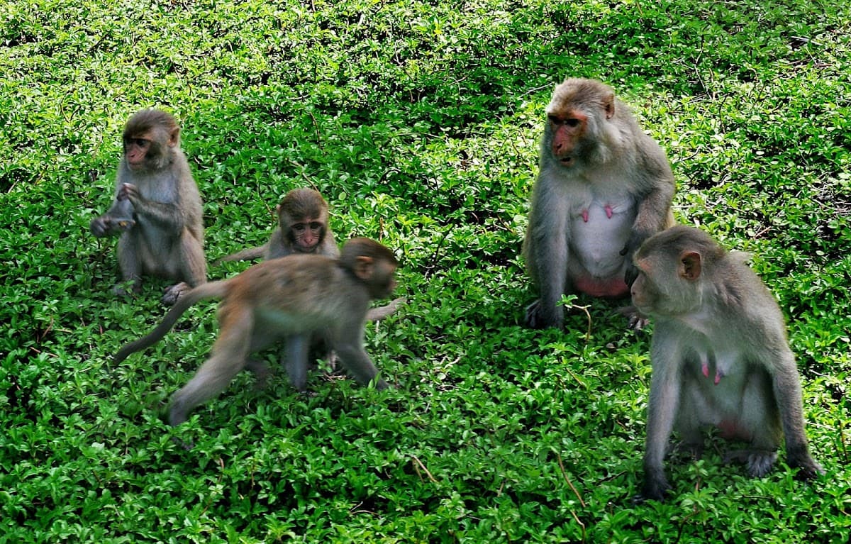 Monkey Island Ticket in Nha Trang