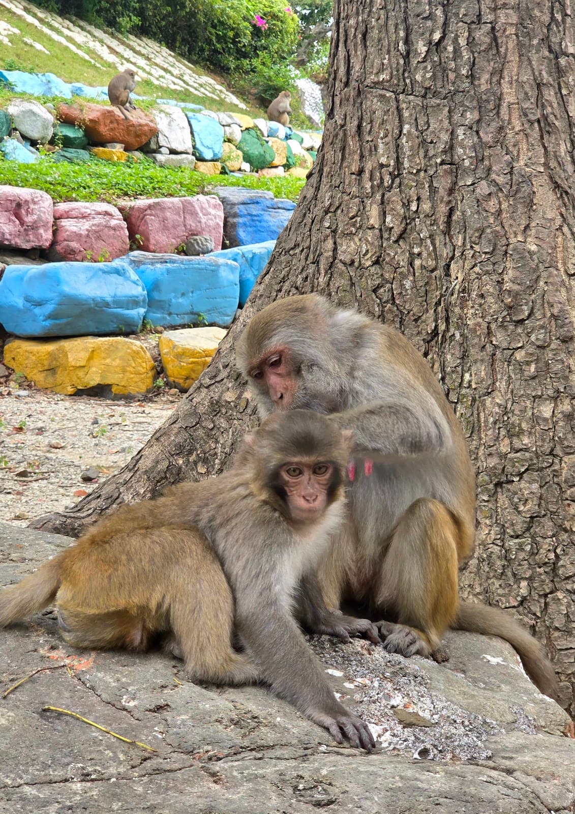 Monkey Island Ticket in Nha Trang
