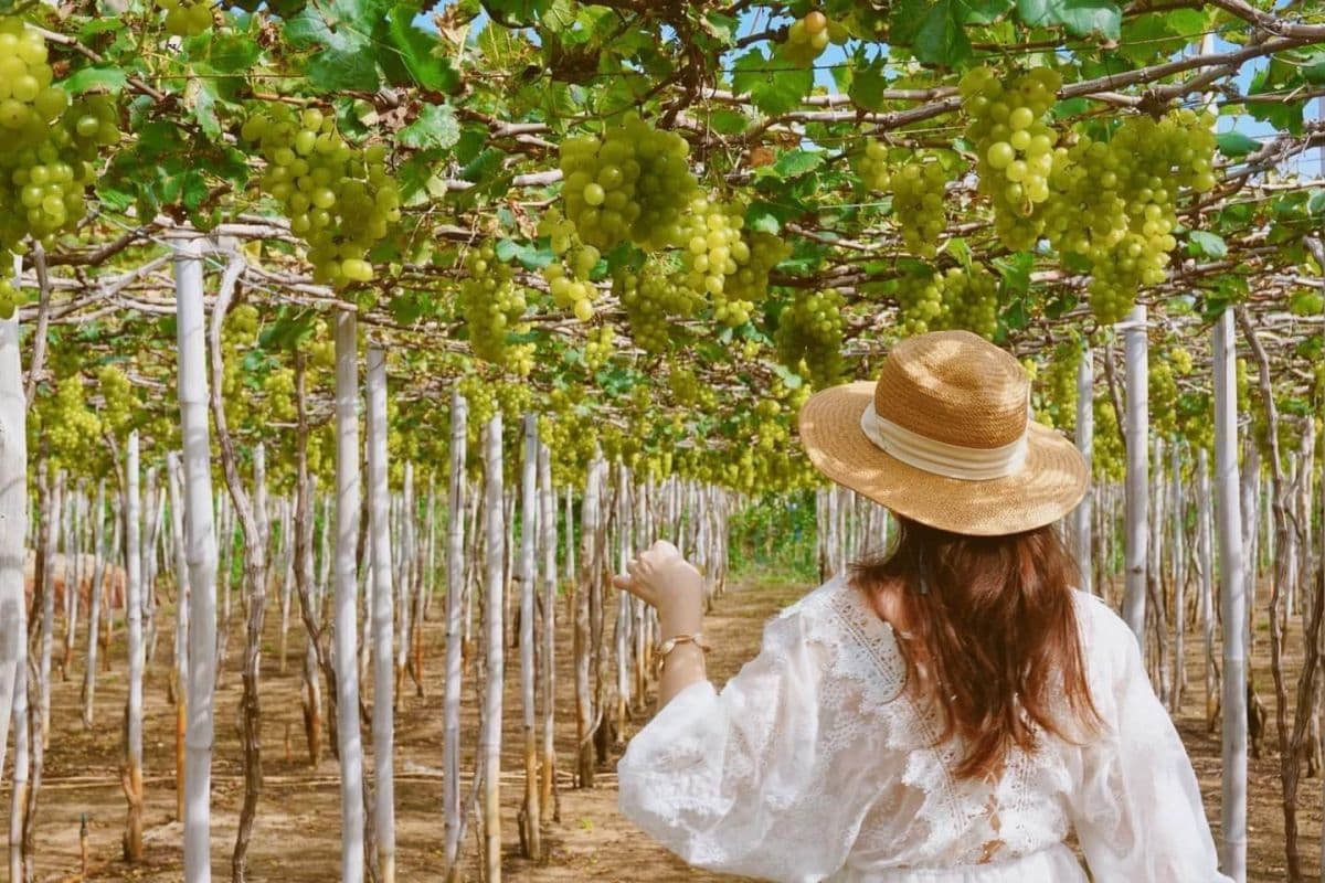 Ninh Thuan 1 Day Tour from Nha Trang