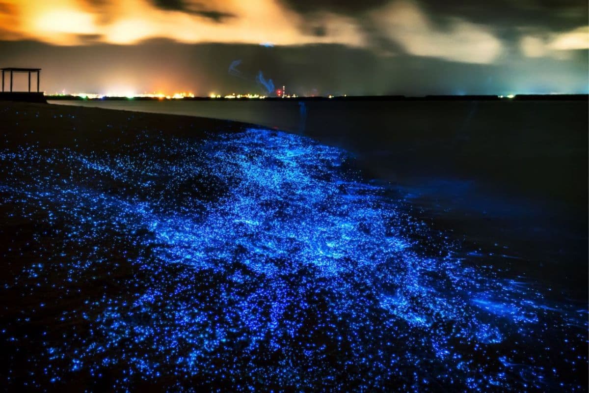 Bioluminescence et canoë en mer dans la baie de Phang Nga en hors-bord avec transfert (transfert aller-retour inclus depuis l'île de Phuket)