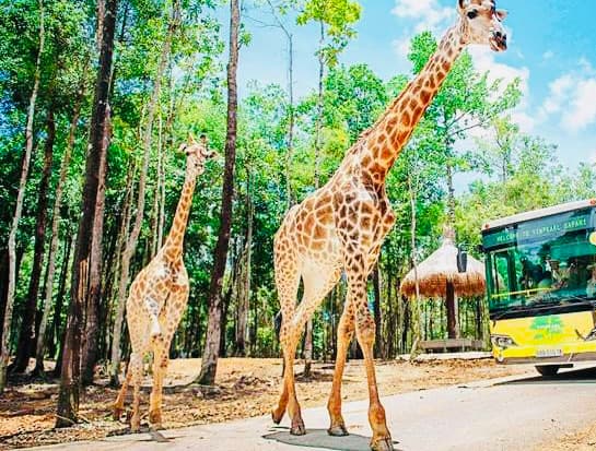 Vinpearl Safari Phu Quoc