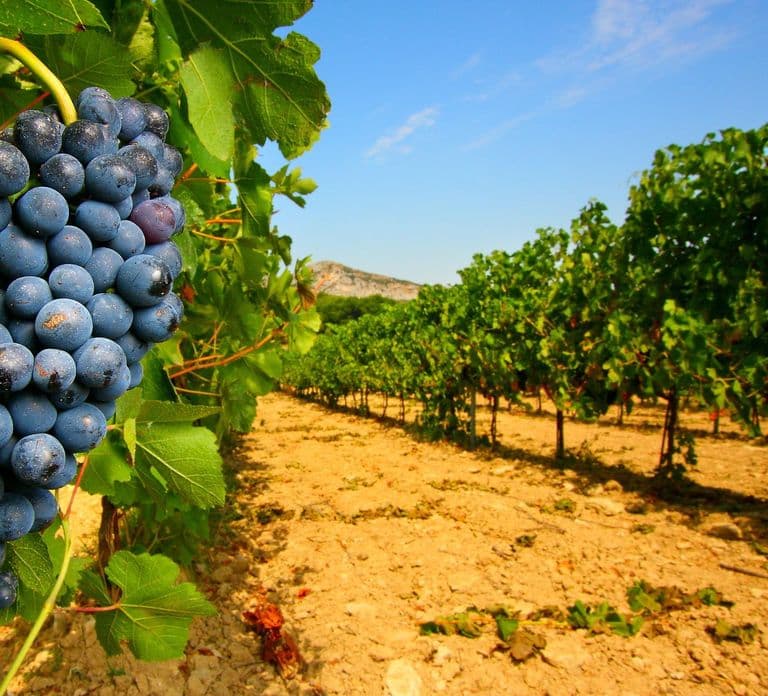 Avignon: Full-Day Wine Tour around Châteauneuf-du-Pape