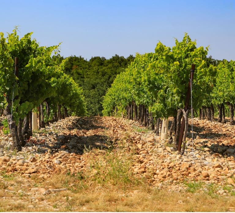 Avignon: Full-Day Wine Tour around Châteauneuf-du-Pape