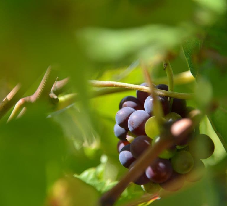 Tour giornaliero di degustazione vini in Borgogna da Digione