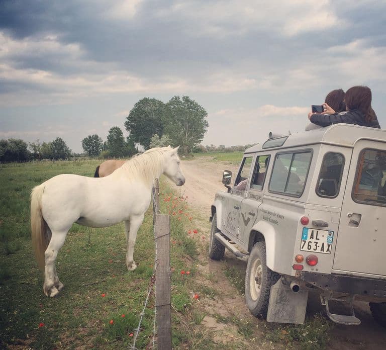 Camargue: Safari vanuit Saintes-Maries-de-la-Mer