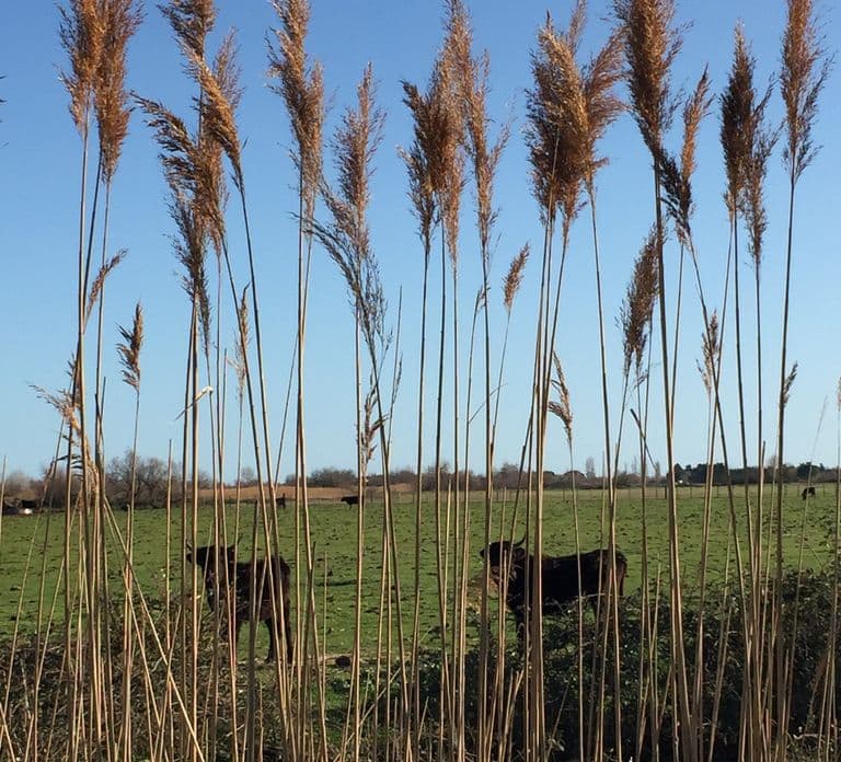 Camargue: Safari vanuit Saintes-Maries-de-la-Mer