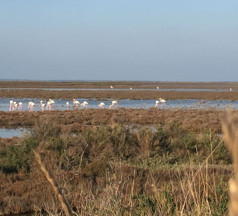 Camargue: Safari desde Saintes-Maries-de-la-Mer