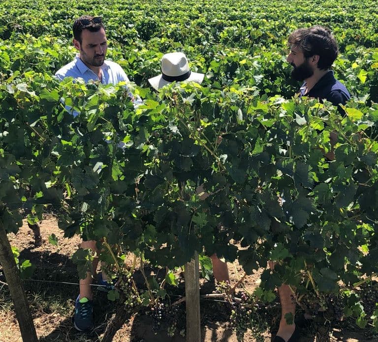 Saindo de Bordeaux: Excursão de meio dia pelos vinhos de Saint-Emilion