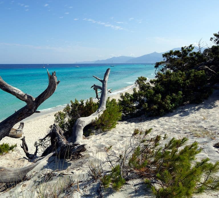 Da Calvi: Tour guidato in Jeep nel deserto delle Agriate verso Lotu e Saleccia