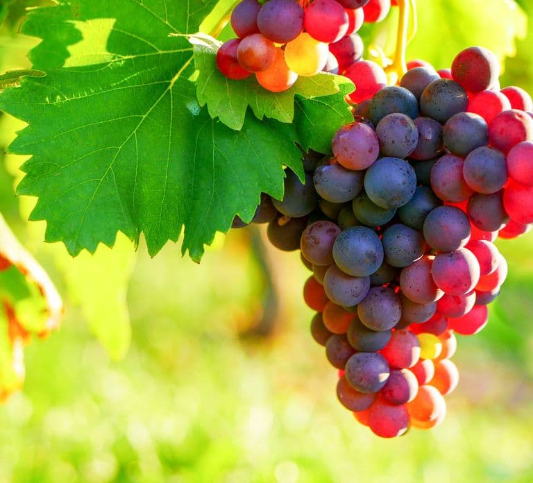 Da Nizza: Tour di Antibes e St Paul de Vence con degustazione di vini