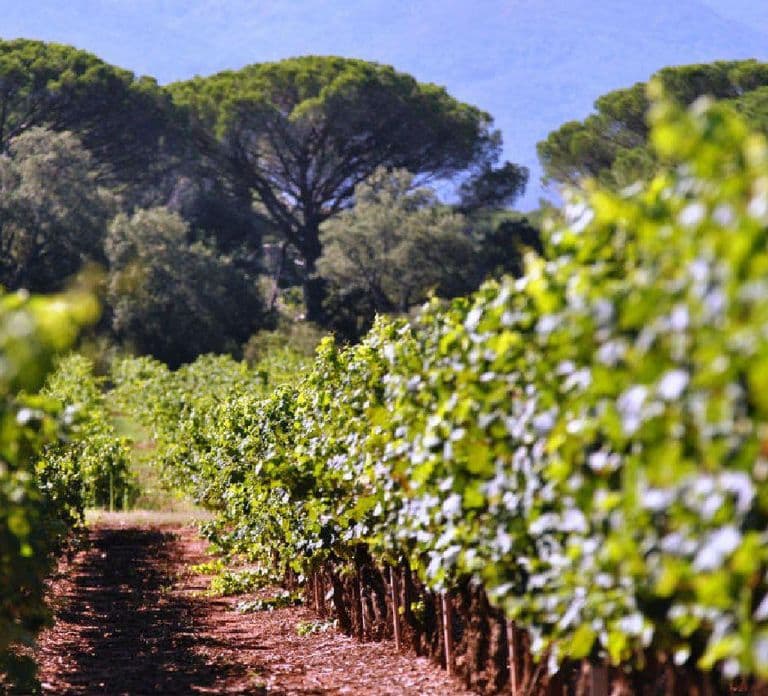 From Nice: Antibes & St Paul de Vence Tour with Wine Tasting