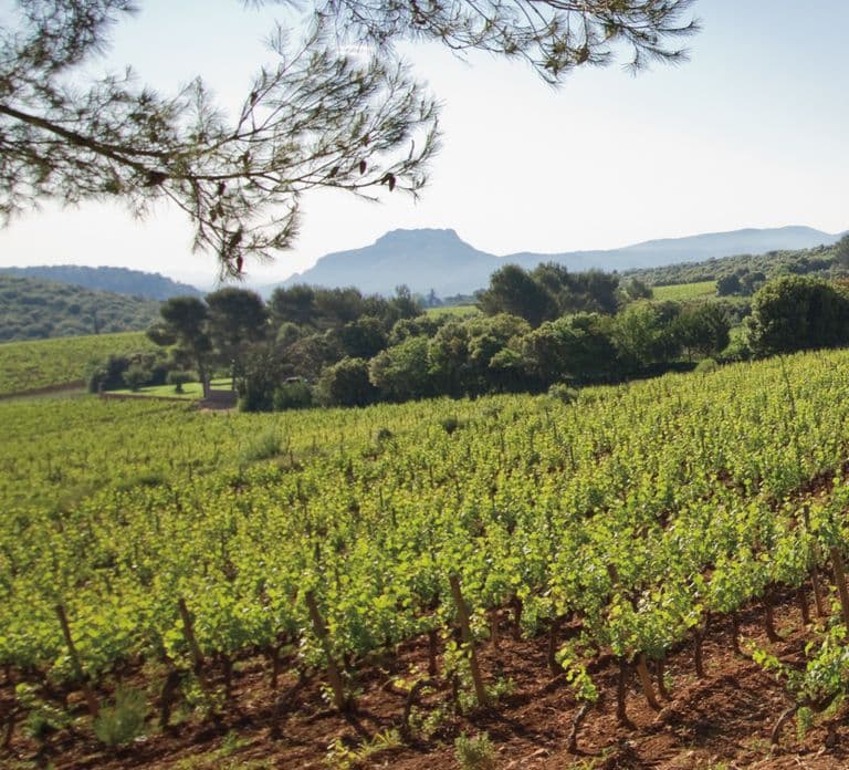 Au départ de Nice : excursion d'une journée complète dans les vignobles de Provence
