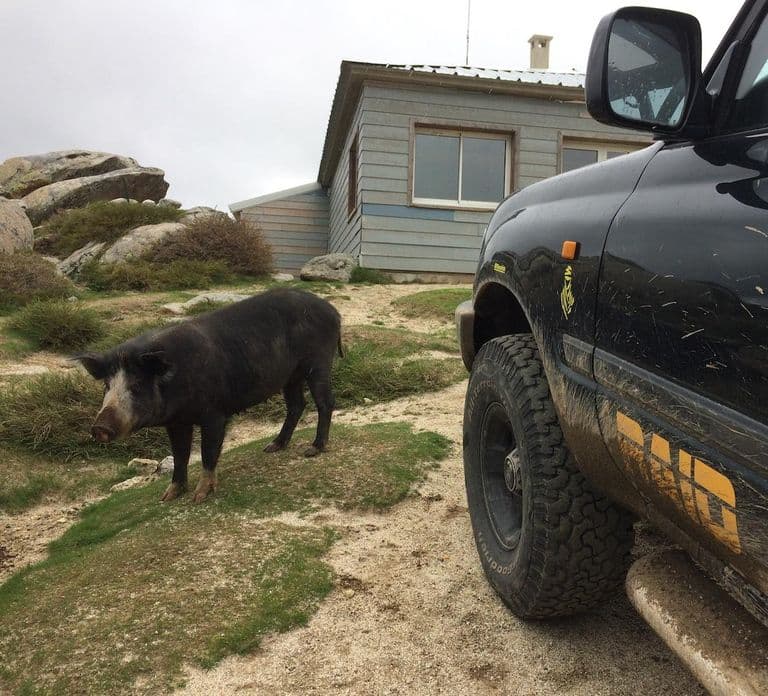 Porto Vecchio: Wycieczka 4x4 do lasu Ospedale i iglic Bavella Needles