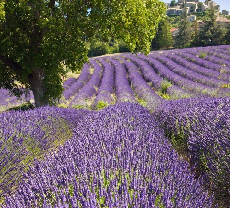 Nice: The Gorges du Verdon and Ste Croix Lake Full-Day Tour