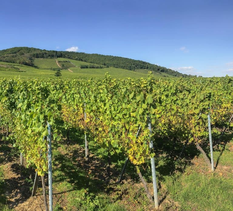 From Strasbourg: Colmar, Riquewihr, & Eguisheim Day Trip