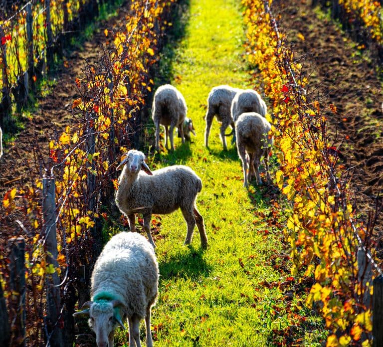 Fronsac: E-bike tour in the vineyards & tasting at La Closerie