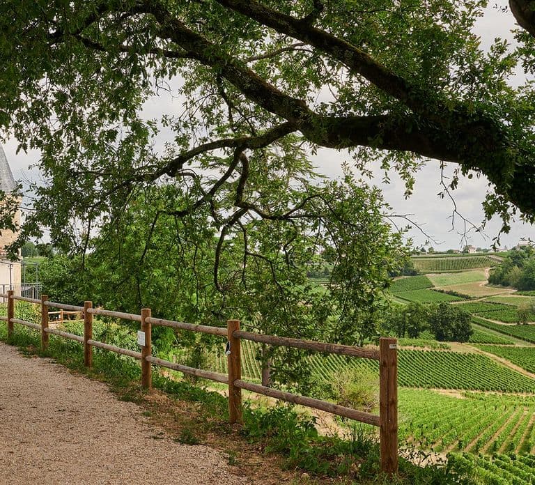 Saint-Emilion: Grand Cru Classé begeleid wijnhuisbezoek & picknick