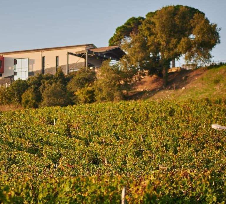 Saint-Emilion: Grand Cru Classé begeleid wijnhuisbezoek & picknick