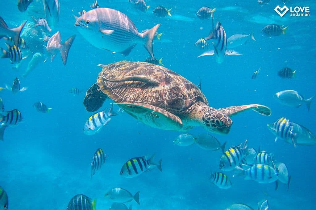 Gita di un giorno alle Similan - INCLUDE TRASFERIMENTO CONDIVISO
