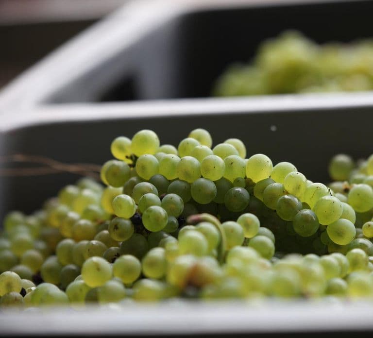 Vitteaut-Alberti: zwiedzanie piwnic i degustacja win Crémants de Bourgogne