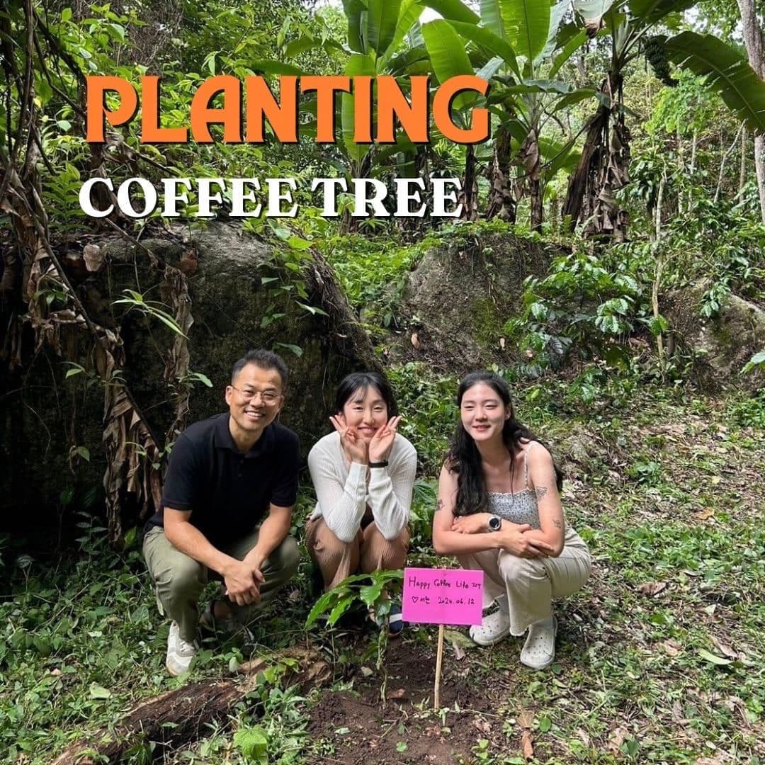 Wycieczka na ekologiczną plantację kawy w Chiang Mai z ZEIT Roaster