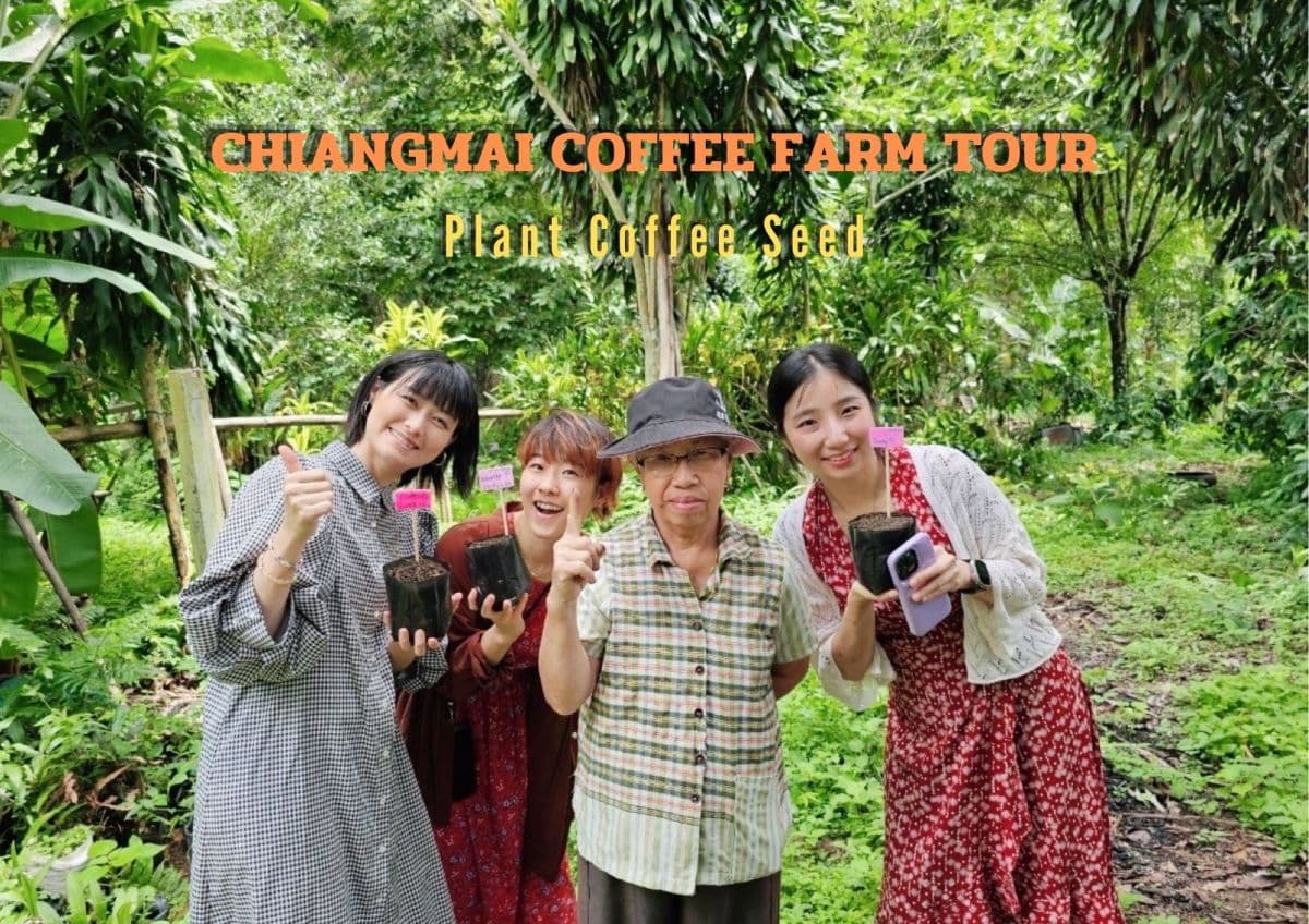 Tour della piantagione di caffè biologico di Chiang Mai con ZEIT Roaster
