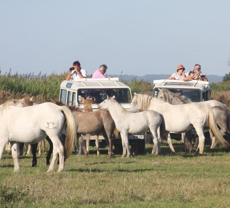Aigues Mortes: Safári Fotográfico de Jeep em Camargue