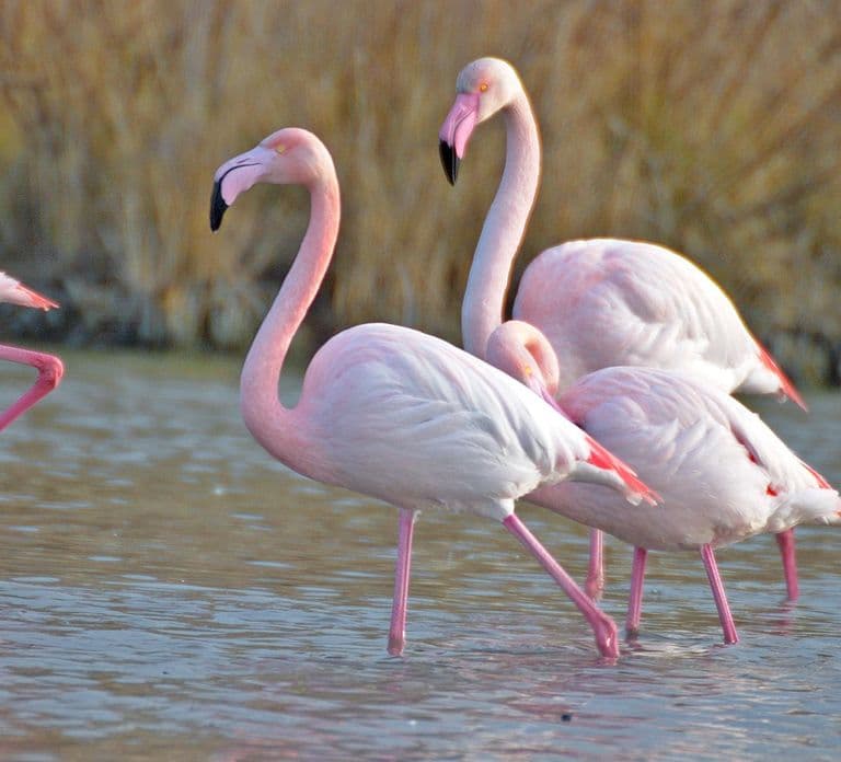 Aigues Mortes: Safári Fotográfico de Jeep em Camargue