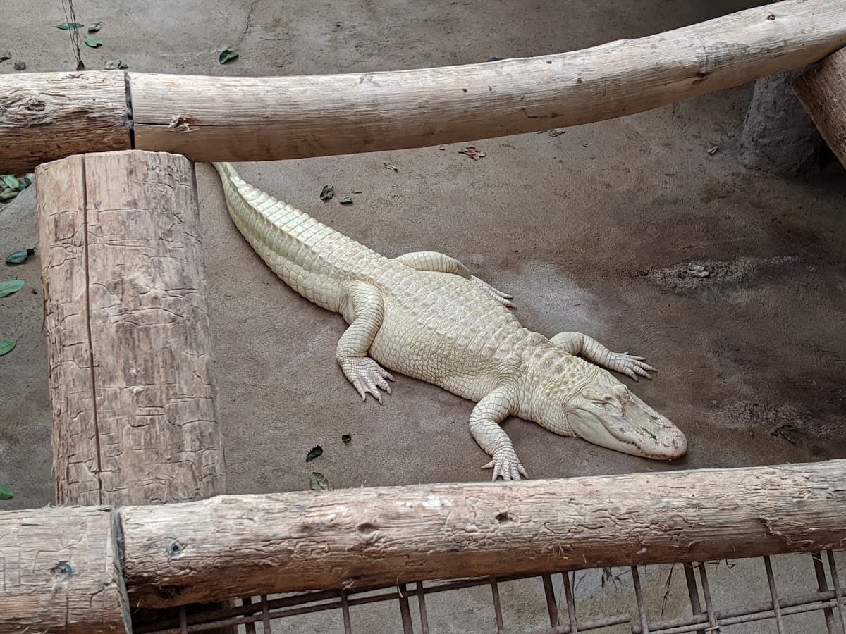 Alligator Bay