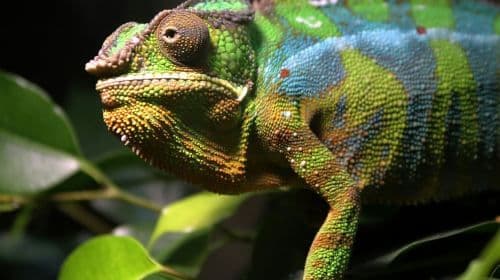 Alligator Bay: Bilet wstępu dla dziecka