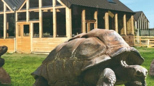 Alligator Bay: Toegangsticket Kind