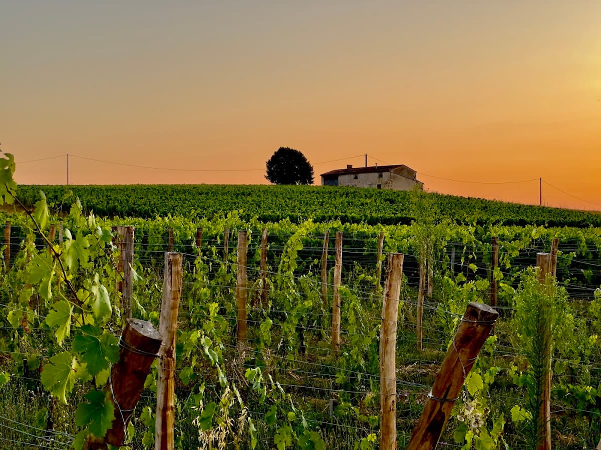 Bordeaux old vintages wine tour with tastings