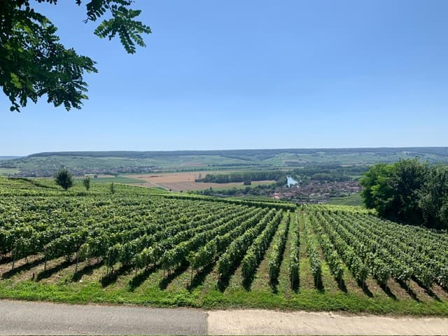 Champagne Munoz Bruneau : Half Day Visit and Tasting