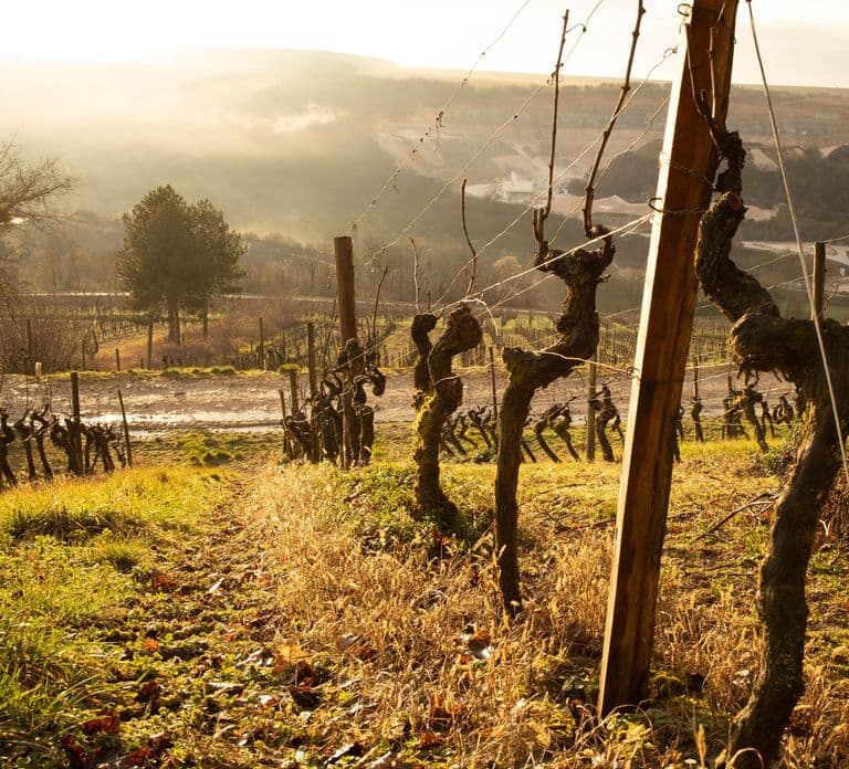 DOMAINE DE MONTMAIN : Visit - Tasting - Sales