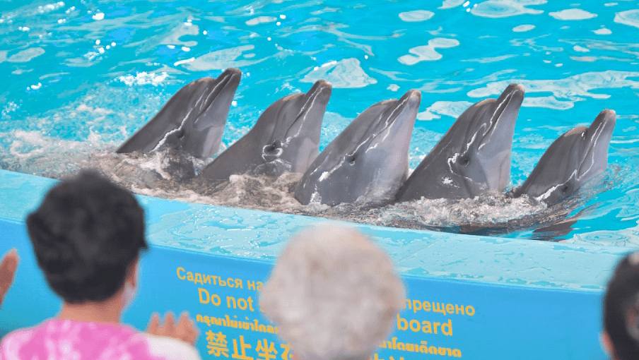 Dolphins Bay Phuket