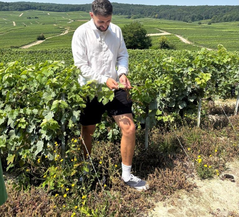 Épernay: Nietypowa degustacja szampana z wspaniałym widokiem