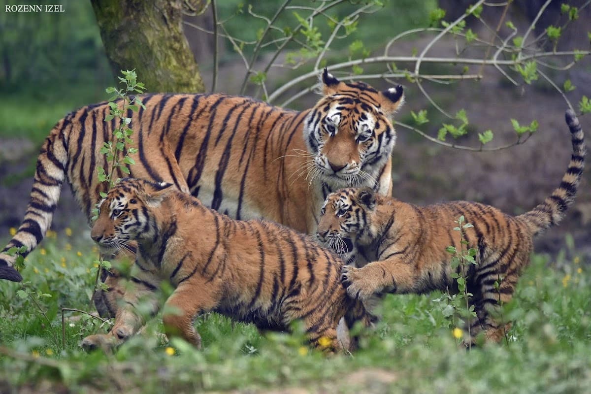 Feline Park