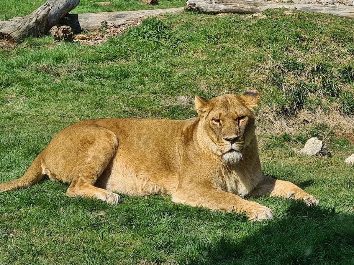 Feline Park